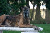 DOGUE ALLEMAND 896